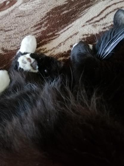 A floofy tuxedo cat snnozes on a brown blanket. One forepaw is wrapped over her face to keep the lights at bay. The other stretches out over her back paws. It is white and floofy with black toe beans.