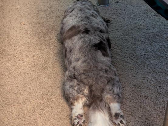 A miniature Dachshund stretched out on his belly with his legs pointing backwards, like Superman.
