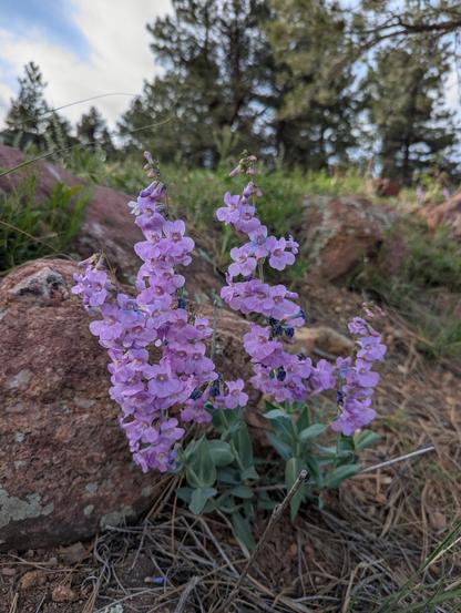 A plant with grey-green leaves and vibrant pink flowers grows against a rock
