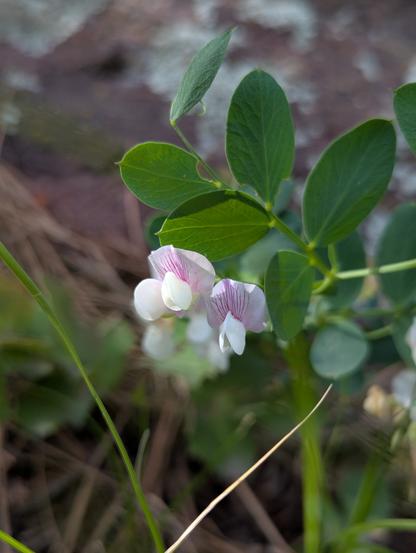 Delicate pink and white flowers against doing green leaves