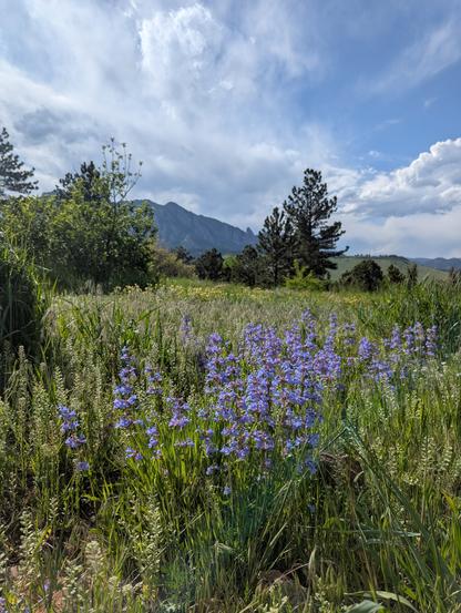 The vibrant purple-blue flowers of Penstemon virens stand out against the green background of grass, trees, and distant rocky hills.
