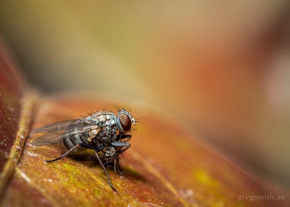 A tiger fly, Coenosia sp., on a red-ish coloured leaf.