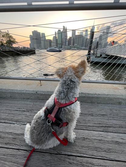 A dog sits on the Fulton Ferry Landing in Brooklyn Bridge Park at sunset, looking across the East River toward to skyline of southern Manhattan.