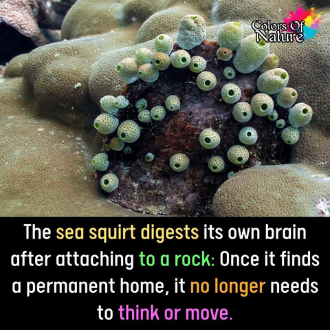 The sea squirt digests its own brain after attaching to a rock: Once it finds a permanent home, it no longer needs
to think or move.