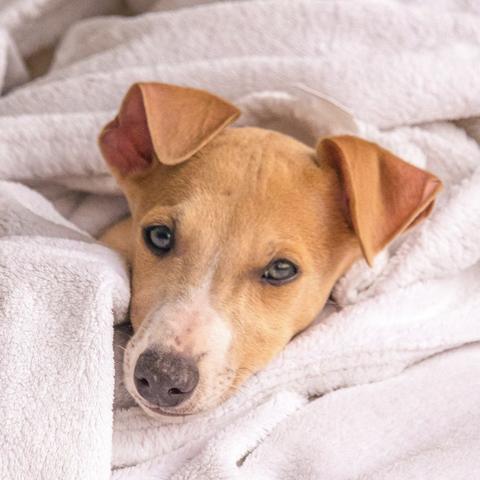 Light-coloured young dog looking at the camera.
