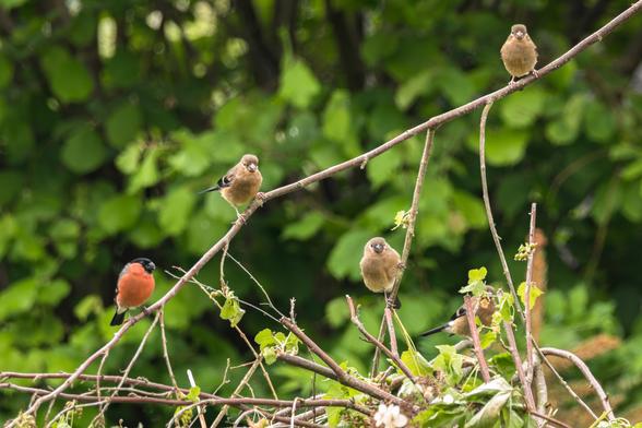 Das Bild zeigt mehrere kleine Jungvögel, darunter ein Dompfaff, die auf einem Ast inmitten grünen Blätterwerks sitzen.

Das Bild zeigt fünf oder sechs Vögel auf den Ästen eines kleinen Strauches oder Baumes. Der Hintergrund besteht aus verschwommenem, sattem Grün, was auf eine üppige natürliche Umgebung hindeutet. Ein auffälliger Dompfaff mit seinem roten Brustgefieder ist deutlich zu erkennen, während die anderen Vögel kleiner und bräunlich gefärbt und Dompfaffjungvögel sind. Die Vögel sitzen ruhig auf den Ästen; einige sitzen eher im Zentrum, während andere sich am Rand des Bildes befinden. Das Licht scheint weich und diffus zu sein, was auf einen bewölkten Tag oder zumindest nicht grelles Sonnenlicht hindeutet. Die allgemeine Atmosphäre ist friedlich und ruhig, und das Bild vermittelt ein Gefühl von Natur und Stille. Es könnte ein Garten, ein Waldrand oder ein ähnlicher Ort sein