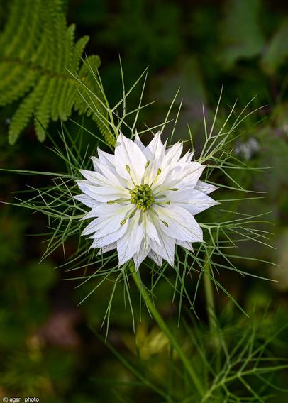 Im Garten steht eine große Pflanze mit weißen Blättern, einem grünen Kelch und langen, spinnenartigen grünen Stängeln hinter den weißen Blättern. /
In the garden there is a tall plant with white leaves, a green calyx, and long, spider-like green stems behind the white leaves.