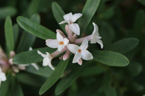bouquet de petites fleurs blanches à 4 pétales sur fond de feuillage vert foncé.