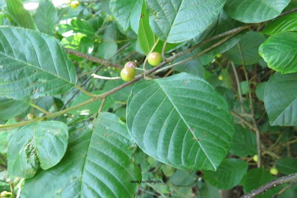 blad-leaf-blatt-feuille-hoja