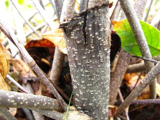 bast-bark-rinde-ecorse-corteza