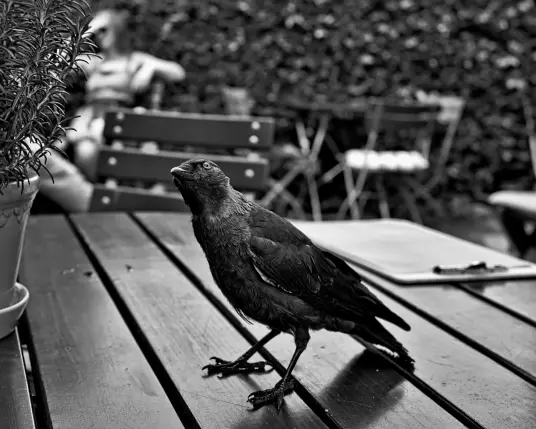 Ein schwarzer Vogel steht auf einem Tisch in einem Café. Er hat den Kopf nach rechts geneigt und sieht aus, als würde er etwas erwarten. Futter vielleicht.... 
Auf dem Tisch liegt ein Klemmbrett mit einer kleine Speisekarte, auch ein Blumentopf ist zu erkennen. Im Hintergrund stehen weitere Tische und Stühle des Cafés.