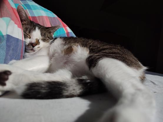 Der Kater Sammy liegt schlafend im Bett, den Kopf gegen meine Füße abgestützt.