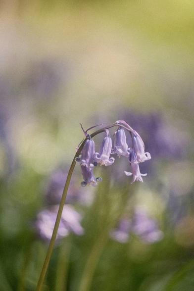 Bluebells made to look like art.