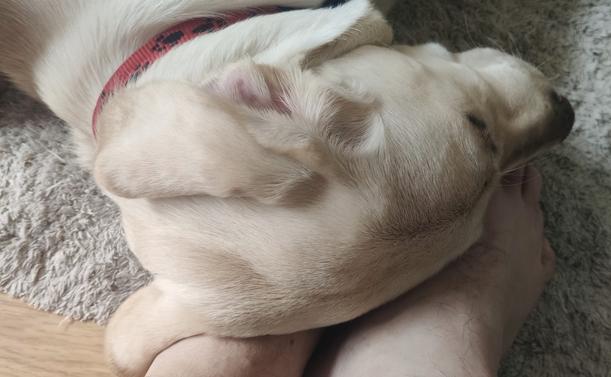 La tête de Vouni posée sur mes pieds.