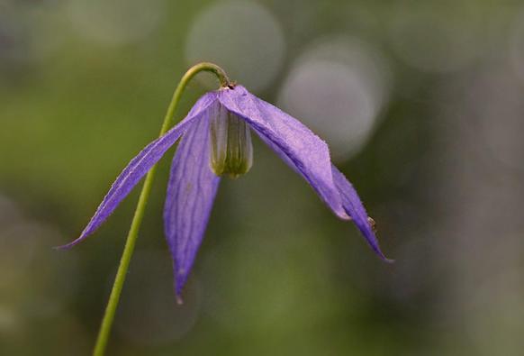 This view: looking from slightly below a single flower on a vine which has climbed up a couple of metres. Background is blurred, with several spots of light between blurred foliage turned to light circles by the camera lens.
A flower composed of 4 rather long narrow petal-like sepals (often called tepals) joined at the base, quite widely separated by the pointed tips. They are a light to medium violet colour with very 4-5 fine slightly darker violet veins running from base to tip. The flower faces downward, so those flaring sepals make a sort of very loose bell shape, with a dense tight cluster of white gold green tipped sexy bits underneath in the centre. Each flower is held on a slender stem which arches out and away from the vines which are green on new growth, turning brown on older parts.