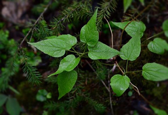 This view: wet green foliage clambering through spruce branches, all leaflets simple.
Leaves are variable- random or depending on age of plant/stem? They emerge bronzy green and almost quilted looking,  developing a lighter green. They are composed of 3 leaflets which may be simple pointed heart shaped or more irregular with variable lobes.