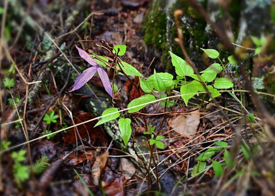 This view: a short section of vine, near ground level close to a tree trunk with moss and lichen, rising from leaf litter, some dry grass stems and a few bits of other green leaves. It ends in a single downward facing flower, which we see from above. Everything is rain wet.
A flower composed of 4 rather long narrow petal-like sepals (often called tepals) joined at the base, quite widely separated by the pointed tips. They are a light to medium violet colour with very 4-5 fine slightly darker violet veins running from base to tip. The flower faces downward, so those flaring sepals make a sort of very loose bell shape, with a dense tight cluster of white gold green tipped sexy bits underneath in the centre. Each flower is held on a slender stem which arches out and away from the vines which are green on new growth, turning brown on older parts.