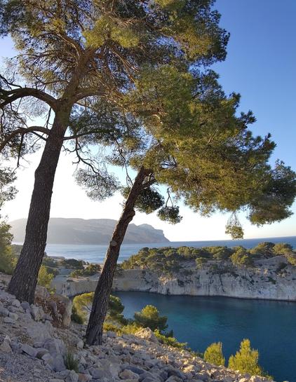 Vue au dessus de la calanque de Port-Miou en évitant de prendre les bateaux (ça change des calanques dans Marseille qui sont bien olsu sauvage, ici ça fait un peu repère riches..).

La vue est sublime avec le soleil du matin (~7h15) vers l'est, en premier plan deux pin d'Alep magnifiquement éclairé avec des couleurs jaunes, orangés. Ils sont penchés par leur croissance en plein vent toute l'année, ils surplombe la calanque en contre bas avec une eau bleu légèrement turquoise, en second plan on voit la presqu'île et ses falaises et sa végétation.

Derrière, encore la mer avec la baie de Cassis et en arrière plan les falaises du Cap Canaille.

Le ciel visible derrière le feuillages des pins est bien bleu, et blanchi sur la partie gauche de la photo par l'éblouissement du soleil rasant du matin.