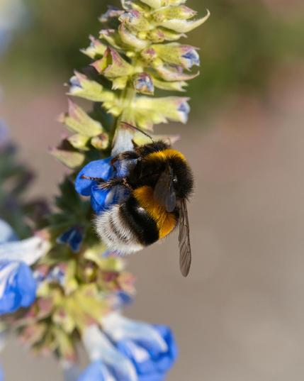 Bumblebee on a blue blossom