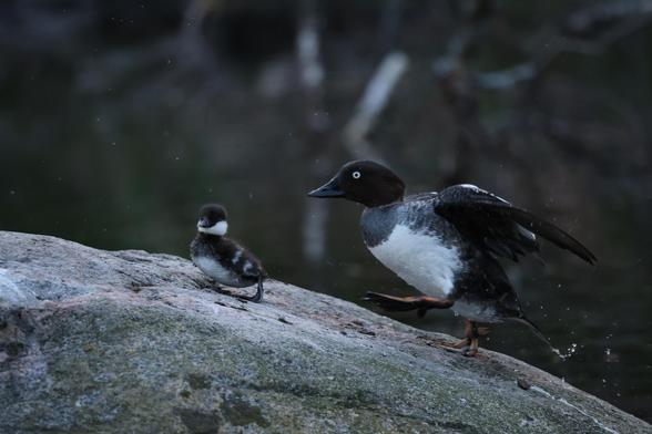 A photo of a female common goldeneye and its chick climbing a rock that is in the middle of a pond at night