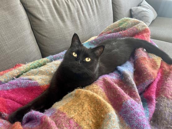 A black cat with bright yellow eyes is lounging on a colorful, textured blanket draped over a gray couch. The background shows a part of the couch and a throw pillow.