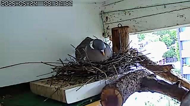 Bild von der Taubencam. Die Ringeltaube sitzt aufgeplustert in oder besser auf ihrem Nest und verdöst den Morgen.