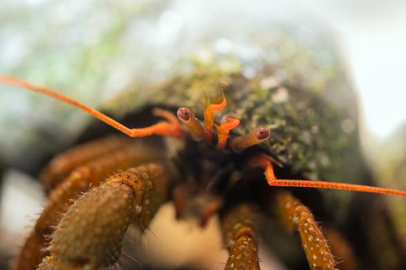A close view of a hermit crab looking straight at the camera. The eyes, on orange stalks, are wine-red, with a dark centre. Beside the eyes, on the outer side, the two orange antennae are spread wide, the tips reaching out of the photo. Between the eyes, the two antennules, the smelling and tasting organs, wave constantly, looking like little candle flames, bright orange. The legs and chelipeds come towards the camera; only the first segments are visible; they're brown with lighter buttons and long hairs; these are also sensory organs.
The hermit is wearing a green shell, out of focus in the photo.