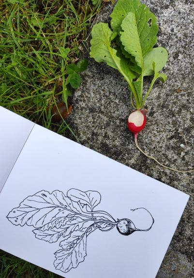 Croquis noir et blanc d'un jeune radis grignoté par une limace, laissant un creux en forme de coeur. Photographié sur une pierre, à proximité du radis et d'une limace.