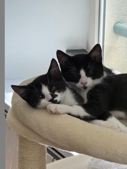 Les frères criminous (chatons noirs et blanc) Merry et Pippin, enlacés dans le haut de leur arbre à chat