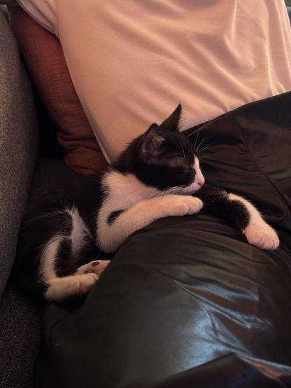Le criminou Pippin couché sur la jambe de mon mari