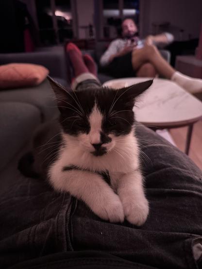 Le criminou Merry allongé sur les jambes, avec le mari en arrière plan