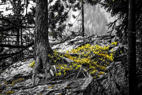 Schwarzweissfotografie mit Selektivfarbe Grün eines Baumes, der auf einem Fels wächst.