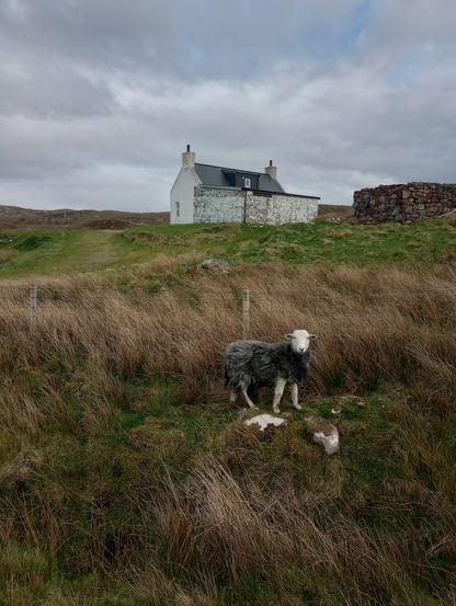A lone Herdwick sheep on the edge of a rough area of grass. A white-washed croft is visible on the horizon and a stone structure - maybe a sheep pen? The sky is overclouded with a tiny hint of blue. The sheep is looking at the camera, face like a child's toy.