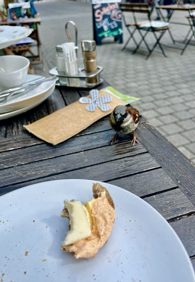 Frühstückstisch mit dem selben Spatz der auf die letzten Reste meines Frühstücks starrt und mitnaschen will