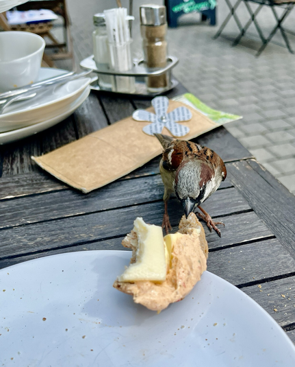 Frühstückstisch mit dem selben Spatz der auf die letzten Reste meines Frühstücks starrtund mit dem Schnabel zuschnappt