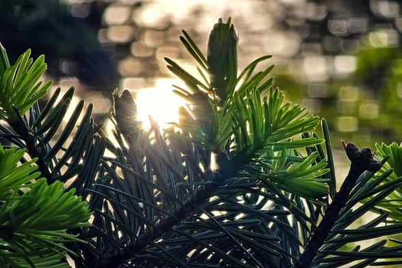 Close-up of vibrant green pine needles and the bright green of young pine buds, with bright sunlight shining through the branches in the background, creating a warm, hazy glow.