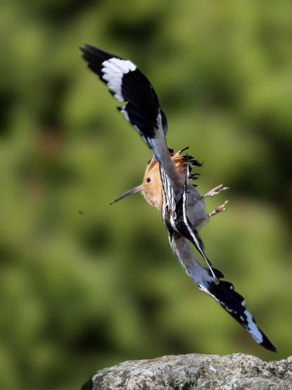 𝗣𝗶𝗰𝘁𝘂𝗿𝗲 𝗗𝗲𝘀𝗰𝗿𝗶𝗽𝘁𝗶𝗼𝗻 (𝗘𝗻𝗴): In this picture, a hoopoe is seen flying in a foreshortened position, in a twist that indicates it is making a quick turn in the air, perhaps to catch a passing bug.

𝗗𝗲𝘀𝗰𝗿𝗶𝗽𝗰𝗶𝗼́𝗻 (𝗘𝘀𝗽): En esta fotografía se ve a una abubilla volando en escorzo, en una postura que indica que está dando un quiebro en el aire, quizá para atrapar un bicho que pasa a su lado.