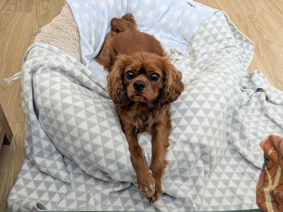 A slightly grumpy looking, all brown Cavalier King Charles spaniel. He's lying down in his dog bed on the floor, front legs stretched out in front of him, and looking up at the camera with big dark eyes. He's not actually grumpy though, that's just his face.
