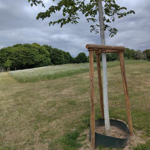 Rasen, Blumenwiese, junger Baum