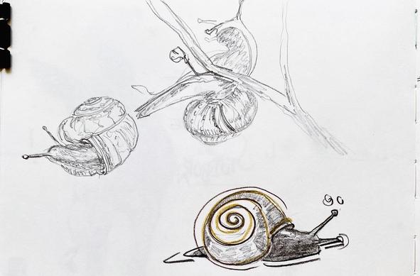 two pencil drawn snail sketches