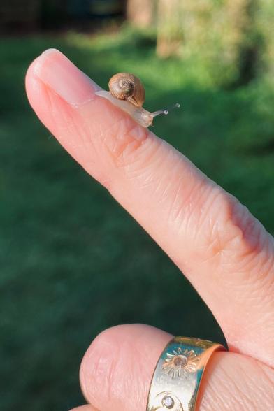 photo of a baby snail crawling a finger