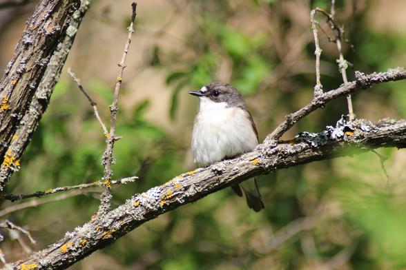 European pied flycatcher male sitting on a branch.