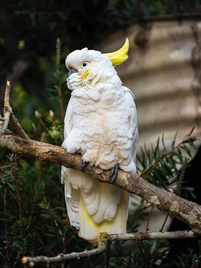 A yellow-crested cockatoo perched on a tree branch, its bright yellow crest partially raised. The bird’s white feathers are fluffed up, and it’s surrounded by green foliage in a natural setting.