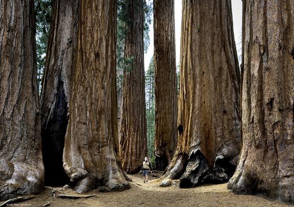 U.S.A 2025
22 aprile - California
Sequoia N. P.