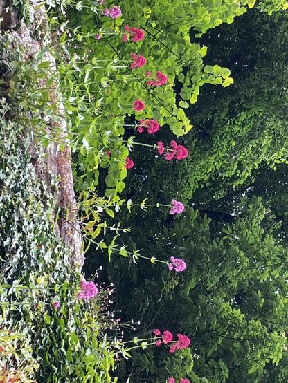 Fleurs de rocaille rouges et roses sur murets