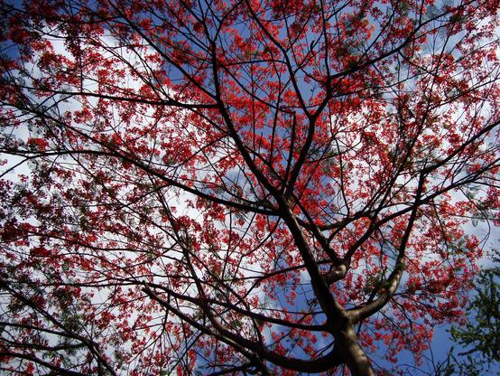 Photograph taken from below looking up at a tree with blooms of red flower on all branches. The blue sky has white fluffy clouds visible behind the tree.
