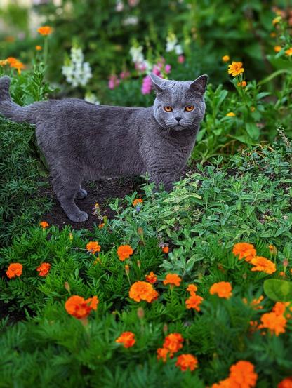 The image shows a grey British Shorthair cat standing amongst a vibrant garden. The cat has striking orange eyes and a focused gaze. It is surrounded by lush green foliage and bright orange flowers, with a variety of other colourful blooms visible in the background.