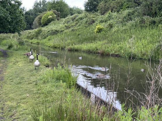 A long straight mill lodge in a lush green tree lined valley, three geese on the near bank, two more on the water, with a gull and a mallard behind them