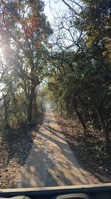 A path in middle of the jungle for the keeps to take during safari. On both sides there are large trees, there's a sun shining through the trees on left and creating long shadows.