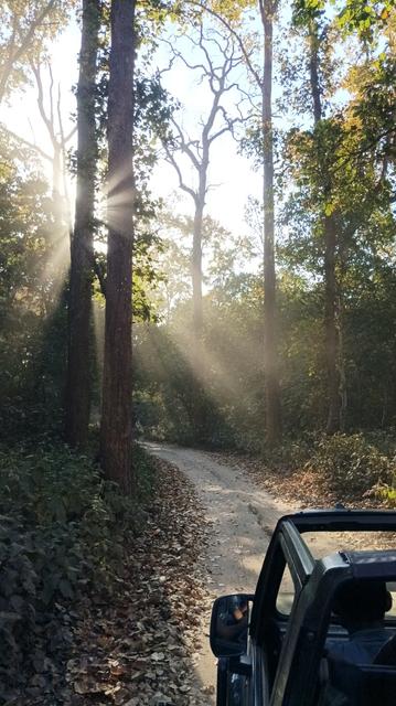 Another part of the jungle where the sun is behind trunk of the tree, and creating sunbeam effect. 

You can see the front of the jeep the photographer is in. On the side of the road there are fallen leaves (dry)